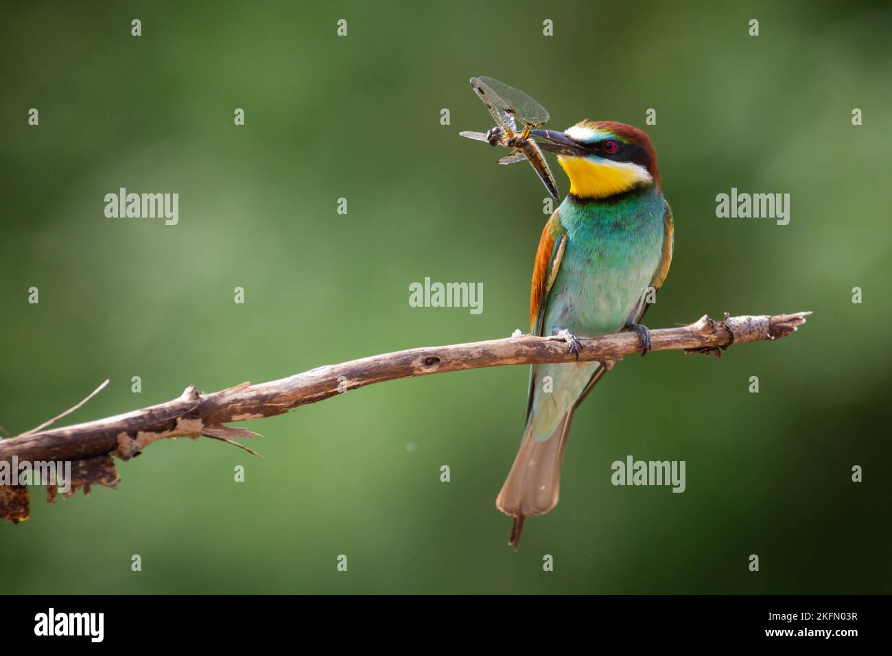 Apiaster European Bee-Eater Merops appollaiato sul ramo vicino alla colonia di allevamento. Fauna selvatica scena della natura nel nord della Polonia - Europa Foto Stock