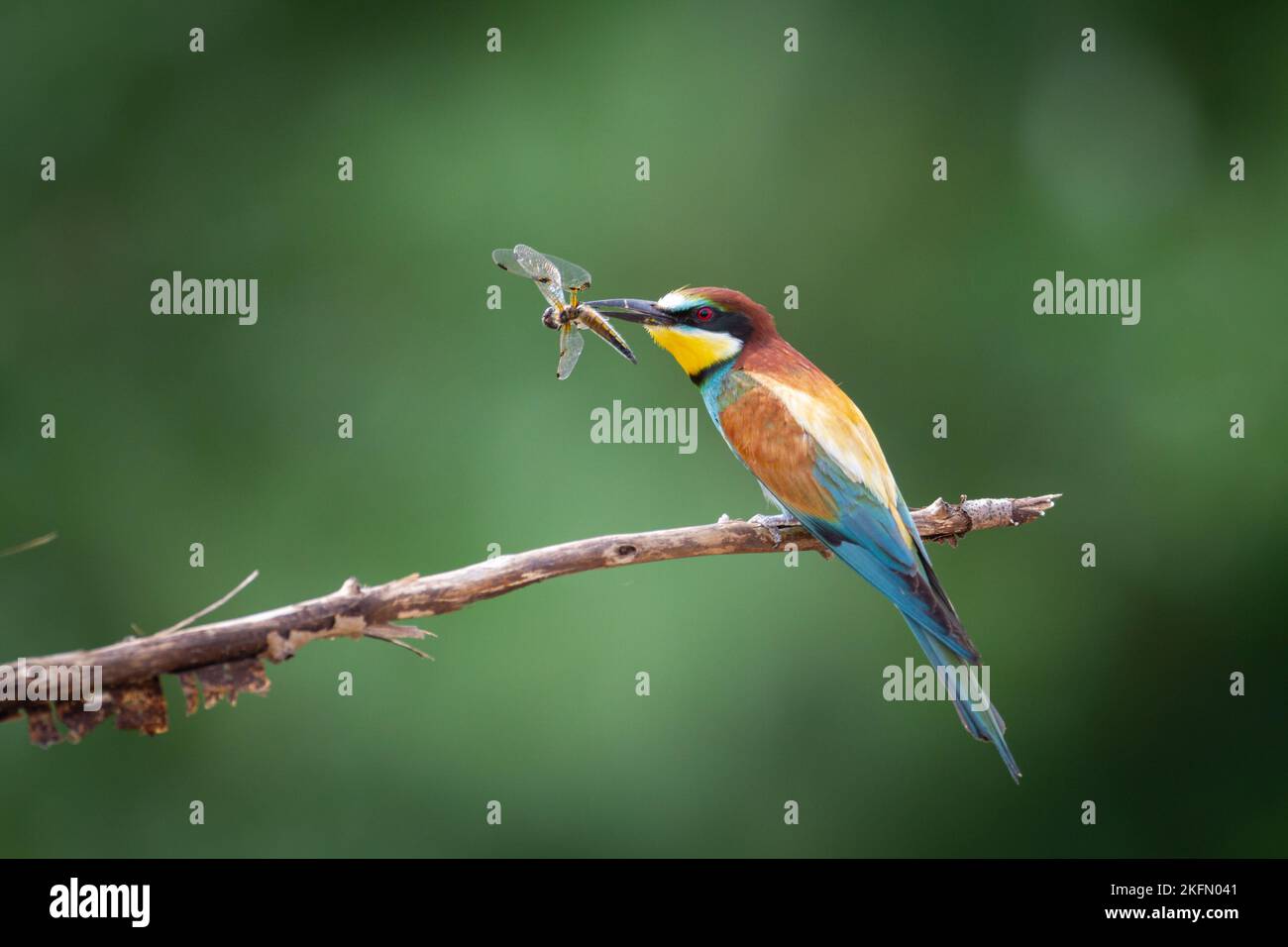 Apiaster European Bee-Eater Merops appollaiato sul ramo vicino alla colonia di allevamento. Fauna selvatica scena della natura nel nord della Polonia - Europa Foto Stock