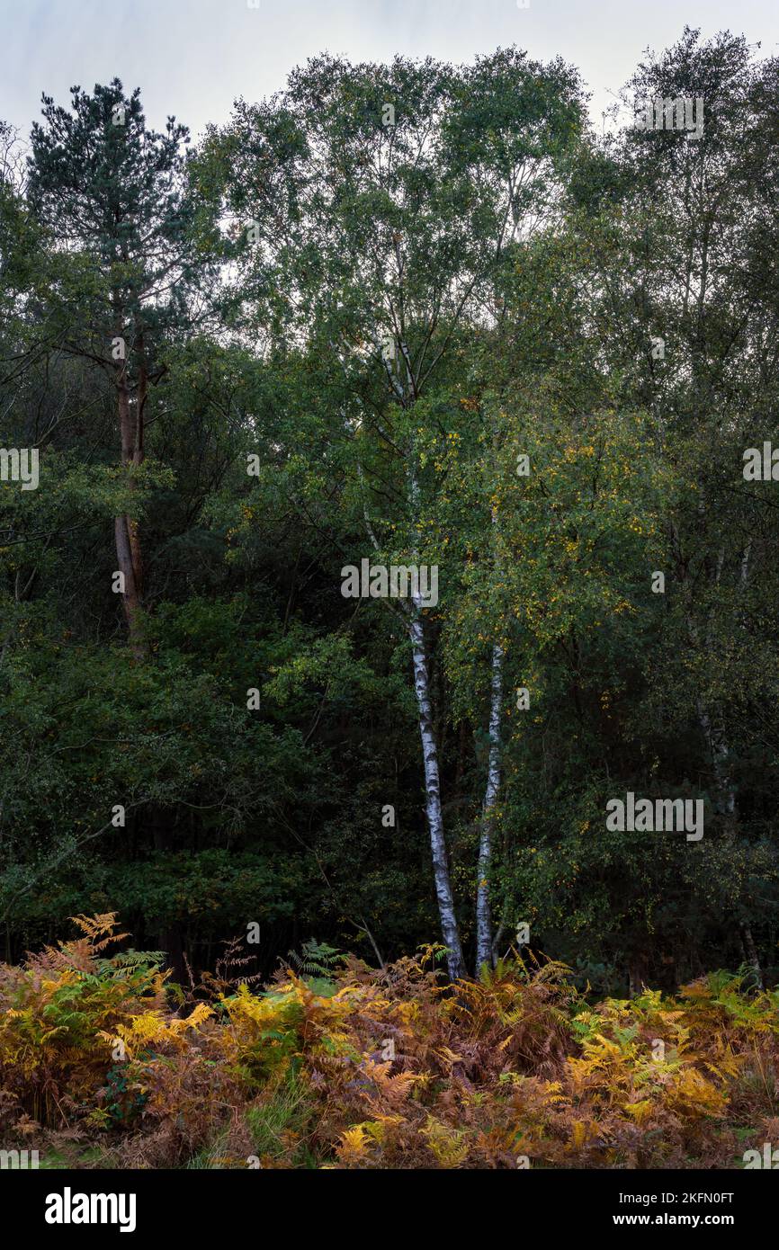 Betula pendula o betulla argentata nella foresta di Ashdown in autunno, Sussex orientale, Inghilterra Foto Stock
