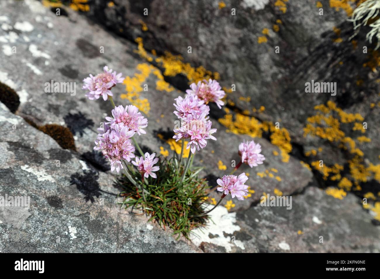 Thrift Flowers (Armeria maritima), costa nord-occidentale della Scozia, Regno Unito Foto Stock