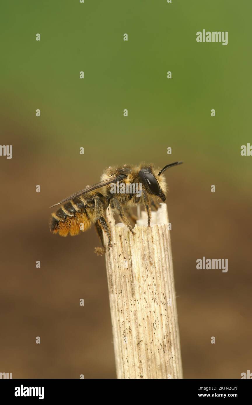Primo piano naturale su una femmina del comune Patchwork frondosa ape, Megachile centuncularis Foto Stock