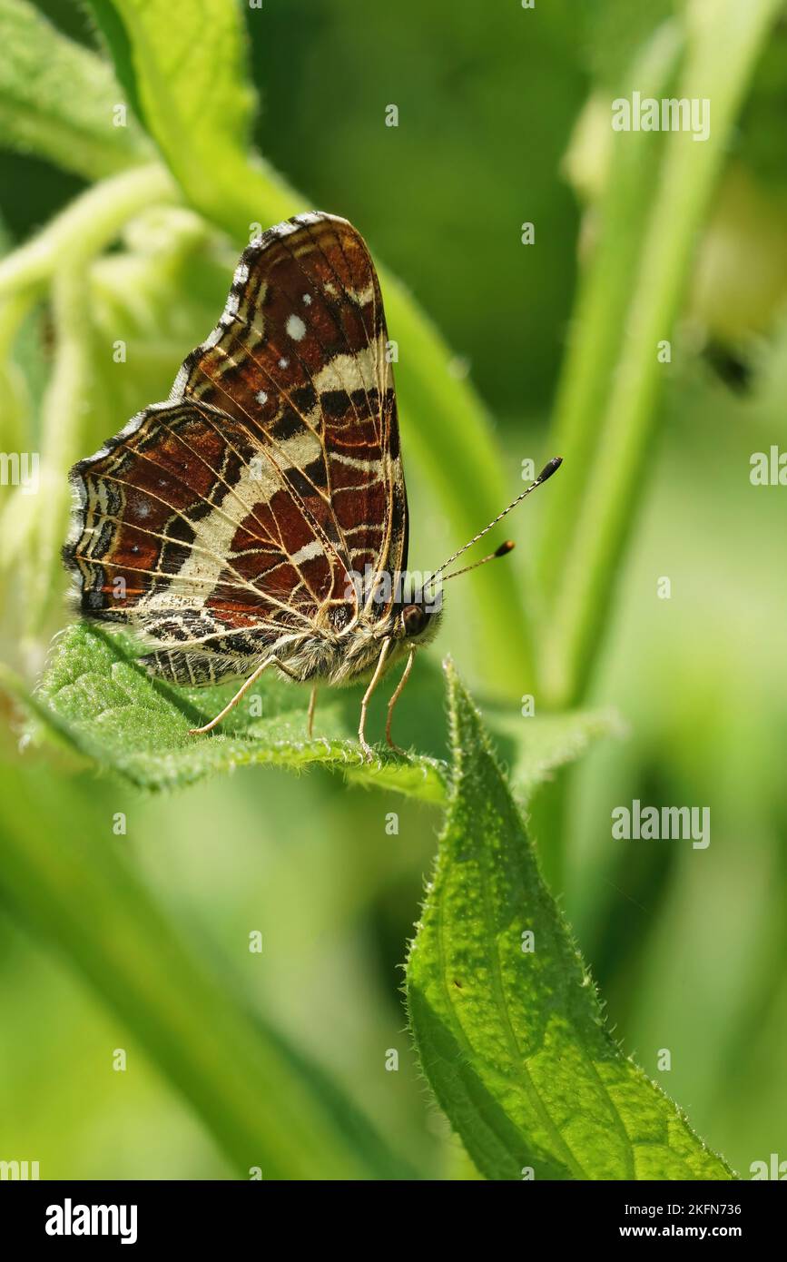 Primo piano verticale naturale sulla mappa Buterfly, Araschnia levana, seduta con ali chiuse nell'erba del campo Foto Stock