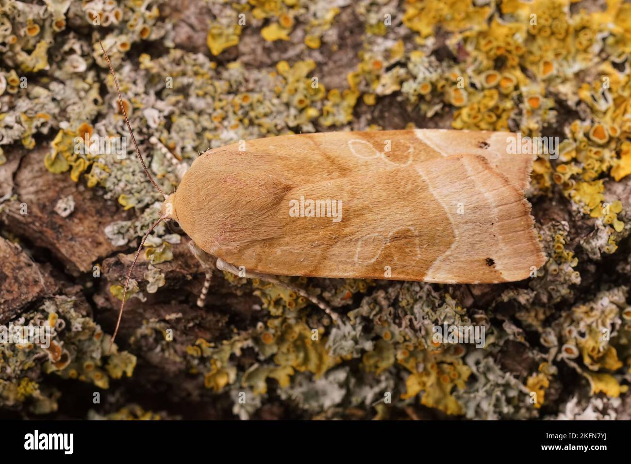 Dettaglio primo piano su un mont giallo pallido, Noctua fimbriata, seduto su legno Foto Stock