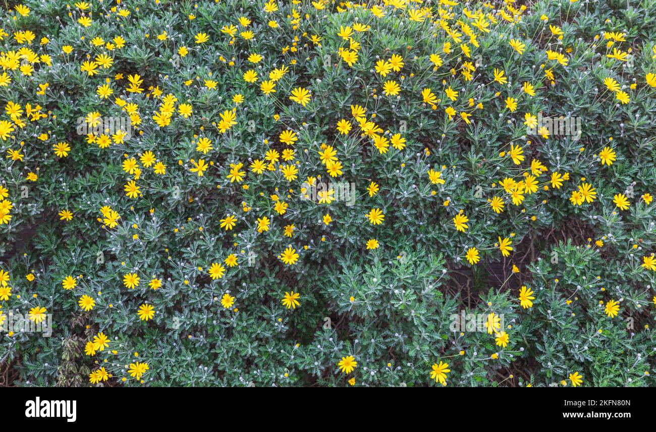Cespugli di camomilla gialla fiorente Foto Stock