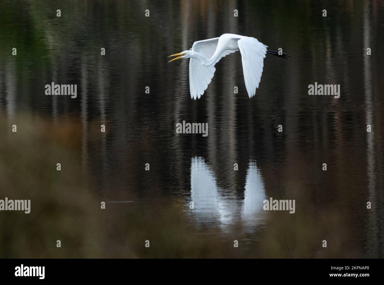 Grande Egret (Ardea alba) in volo sull'acqua Foto Stock