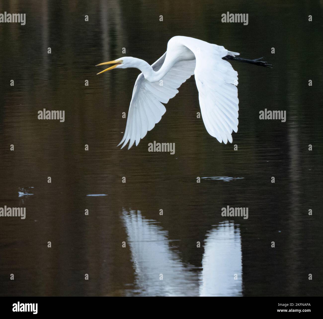 Grande Egret (Ardea alba) in volo sull'acqua Foto Stock