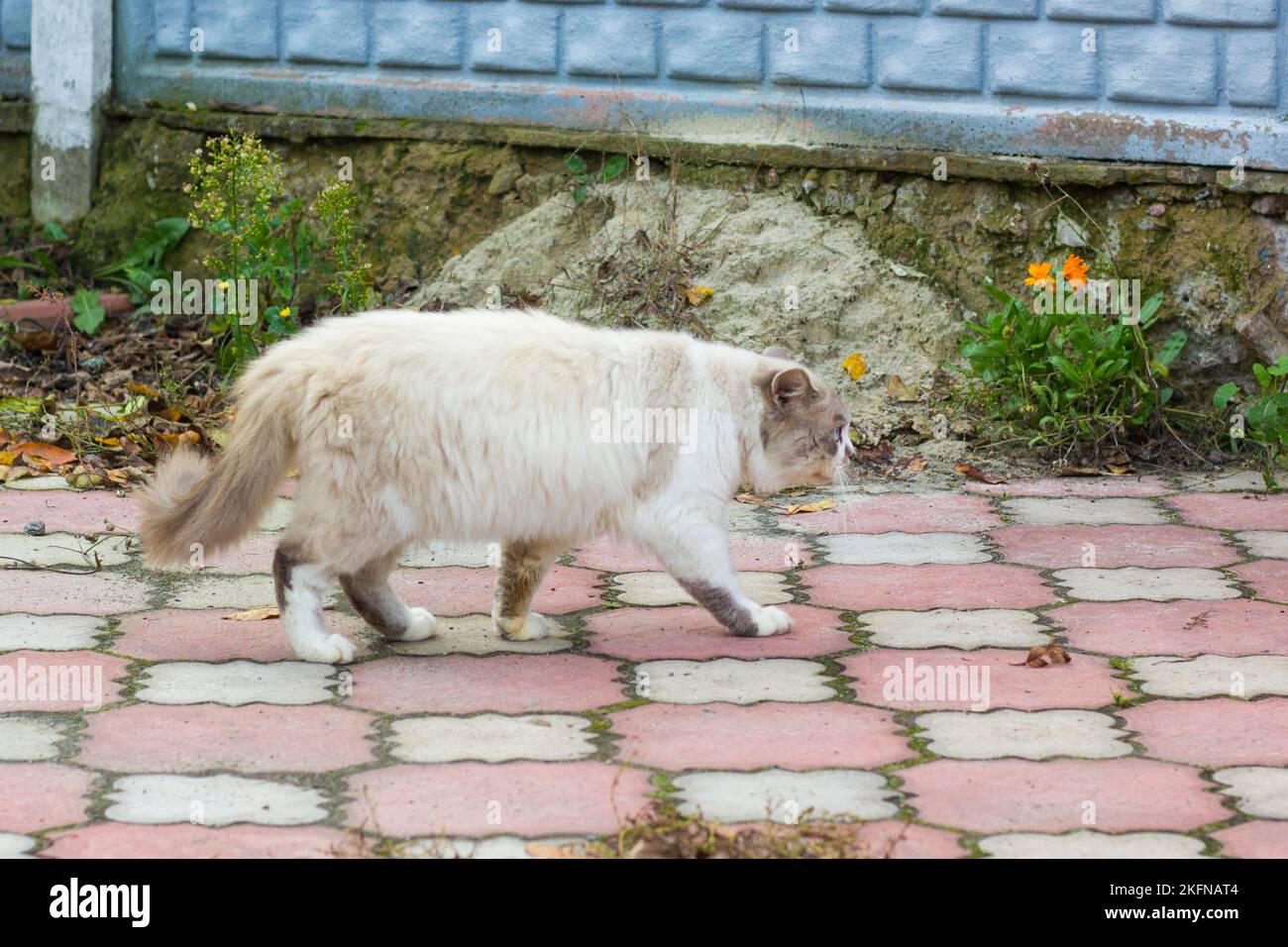 Gatto grasso che cammina sul marciapiede primo piano Foto Stock