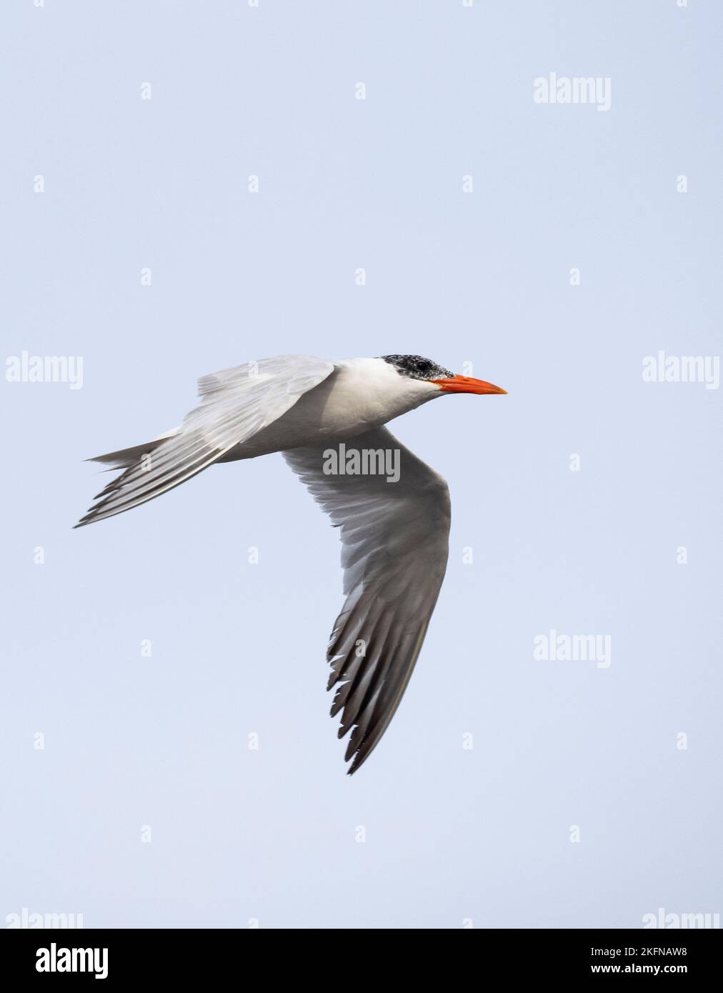 Caspian Tern (Hydroprogne caspia) in volo Foto Stock