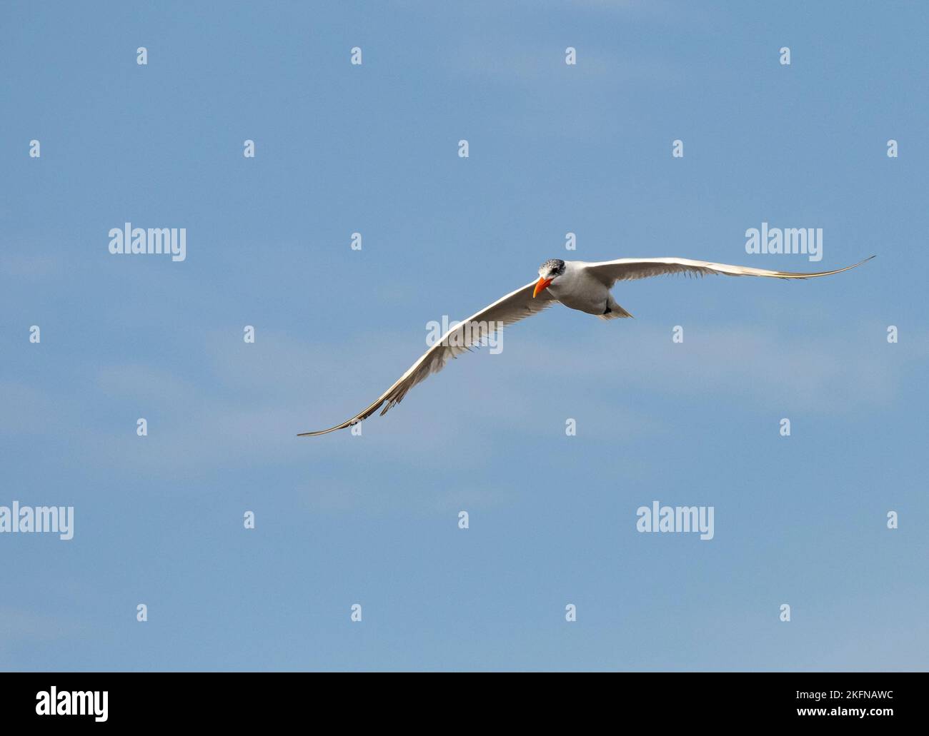 Caspian Tern (Hydroprogne caspia) in volo Foto Stock