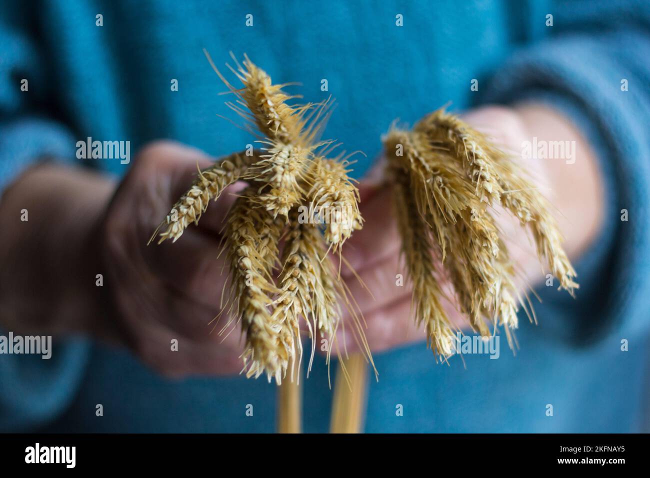 Le mani anziane della nonna tengono gli spikelets in primo piano Foto Stock