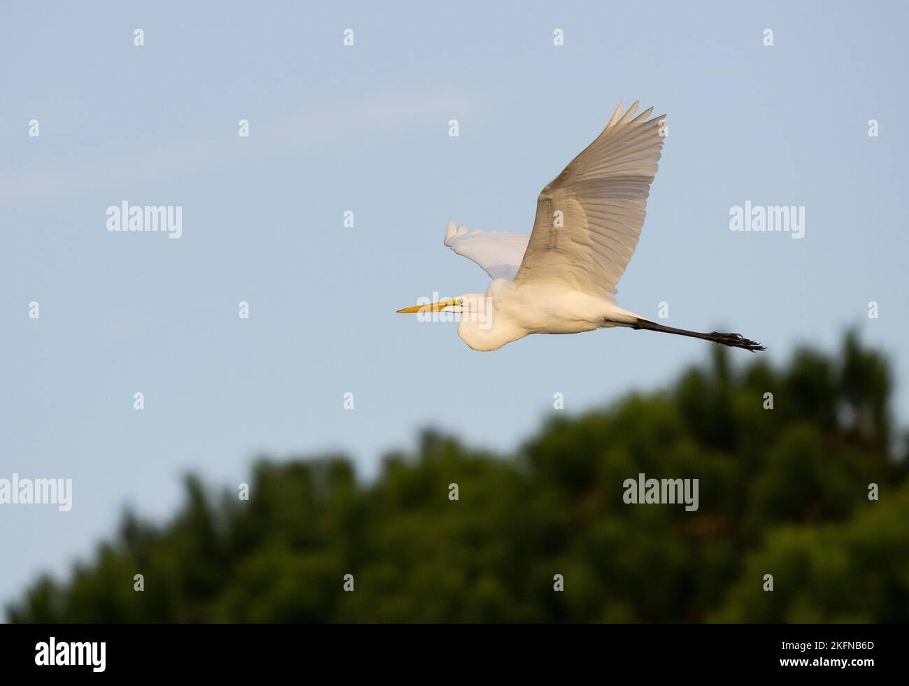 Airone bianco maggiore (Ardea alba) in volo Foto Stock
