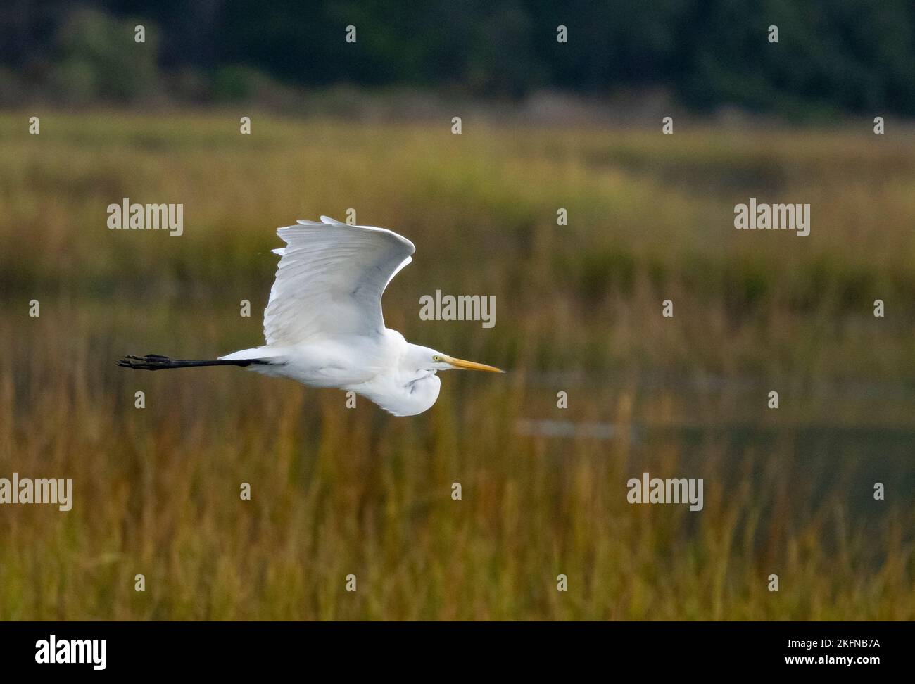Grande Egret (Ardea alba) in volo sulle erbe palustri Foto Stock