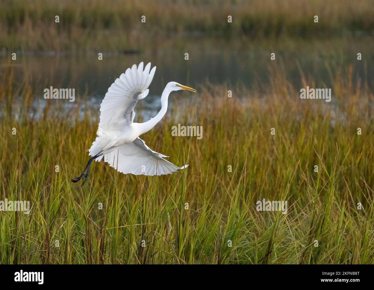 Grande Eret (Ardea alba) atterrando in erbe palustre Foto Stock