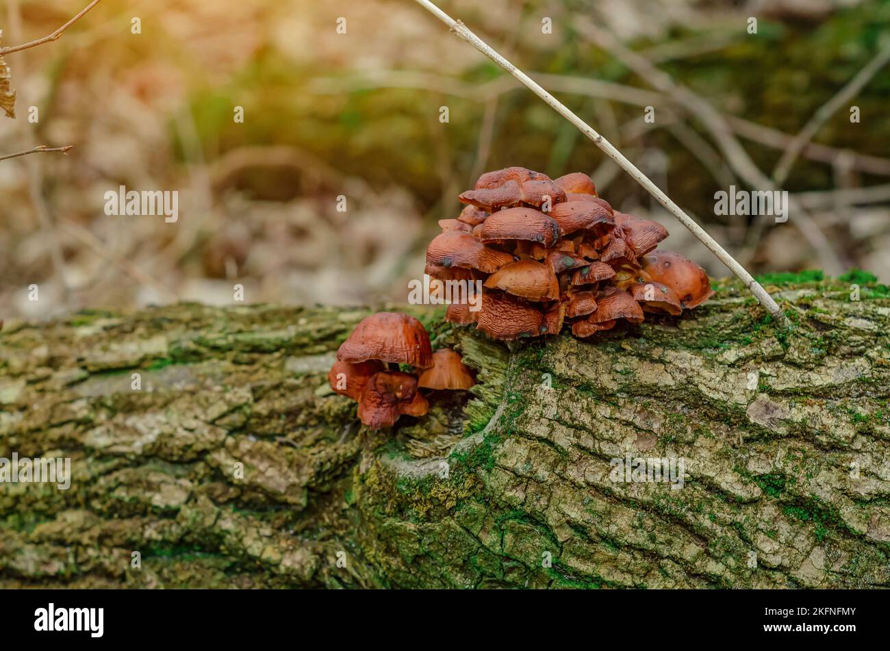 I funghi crescono nella foresta. Tappi marroni con decurrent pallido branchie e gambi gialli cavi. Craterellus tubaeformis aka yellowfoot o fungo di inverno Foto Stock
