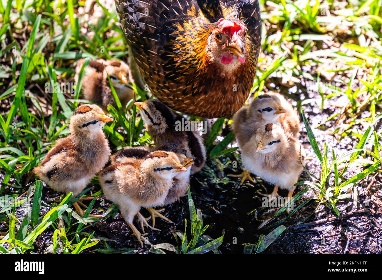 Madre gallina con polli a Key West Foto Stock