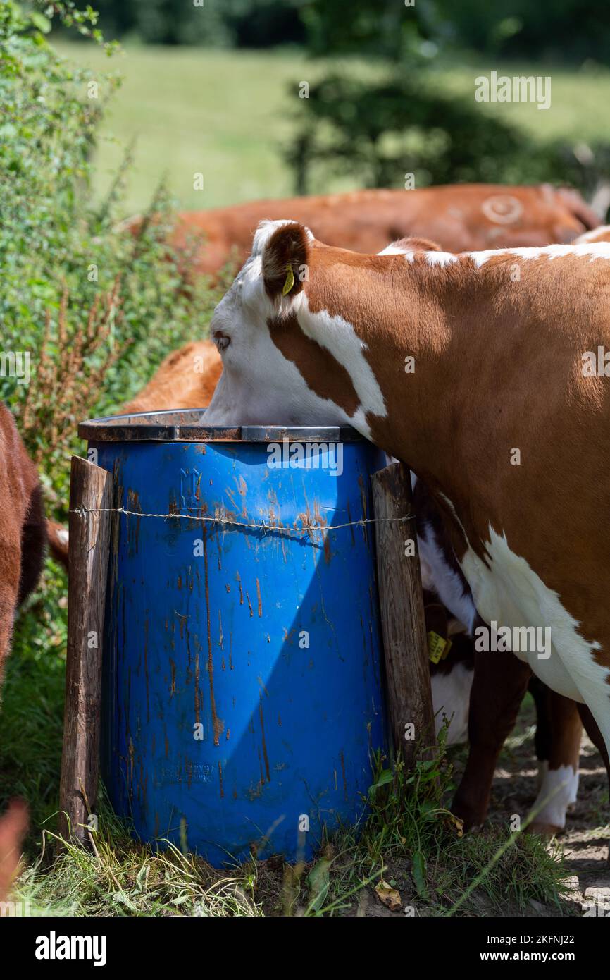 I bovini di Hereford mangiano blocchi di mangime dal secchio rialzato per impedire che i tassi raggiungano e contribuire a prevenire la diffusione della malattia della tubercolosi bovina. Cumbria, Regno Unito. Foto Stock