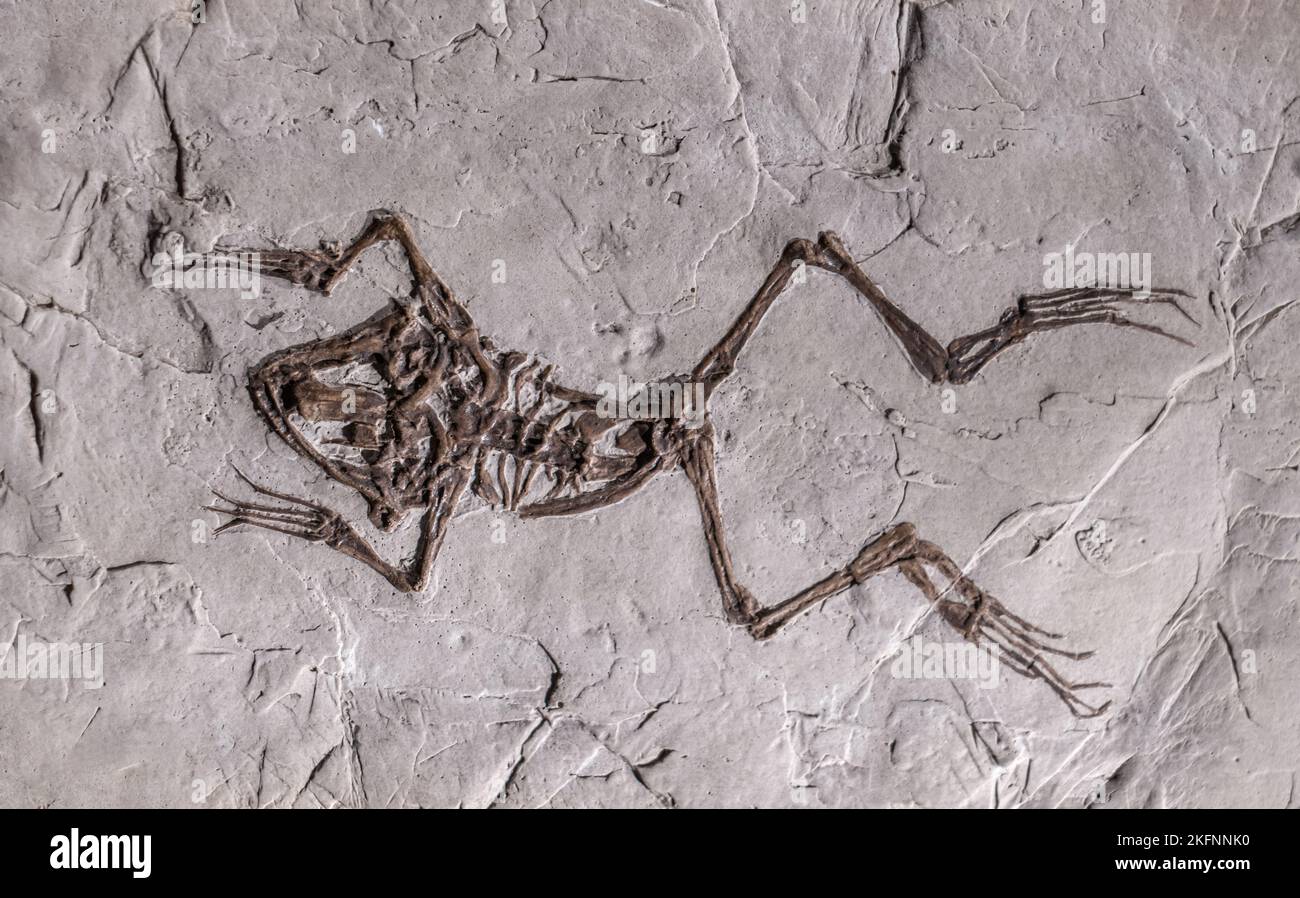 Scheletro di rana, impronta di roccia preistorica, periodo di oligocene - paleogene, kenozoikum, tercier Foto Stock