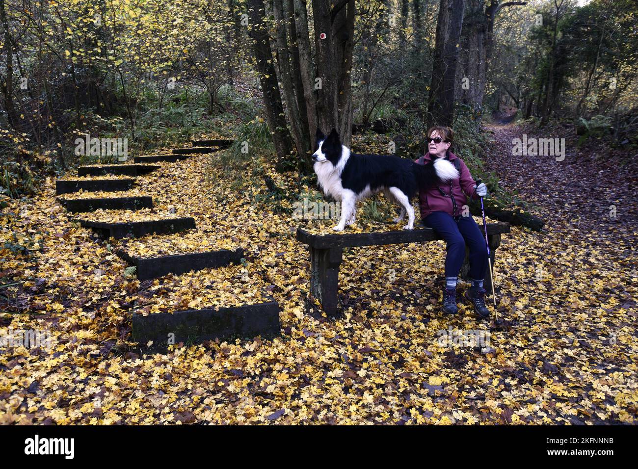 Foglie autunnali che coprono il terreno boschivo lungo Benthall Woods nella Gola di Severn, Ironbridge. Tappeto autunnale tappeto naturale credito: Dave Bagnall Foto Stock