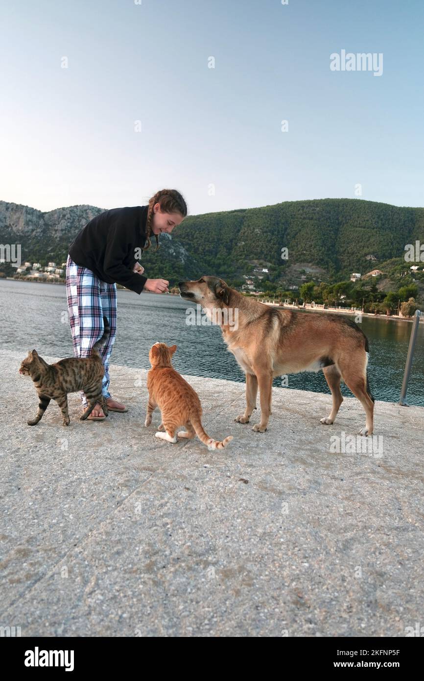Gatti e cani selvatici sul molo in un porto in Grecia. Epidavrous/Peloponneso Foto Stock