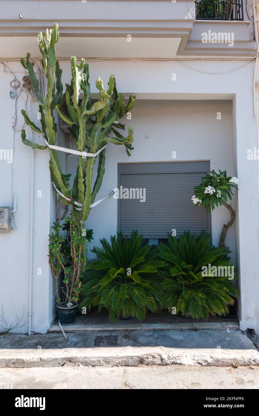 Il colpo verticale di Euphorbia mammak e Sago palme prima di un edificio bianco Foto Stock