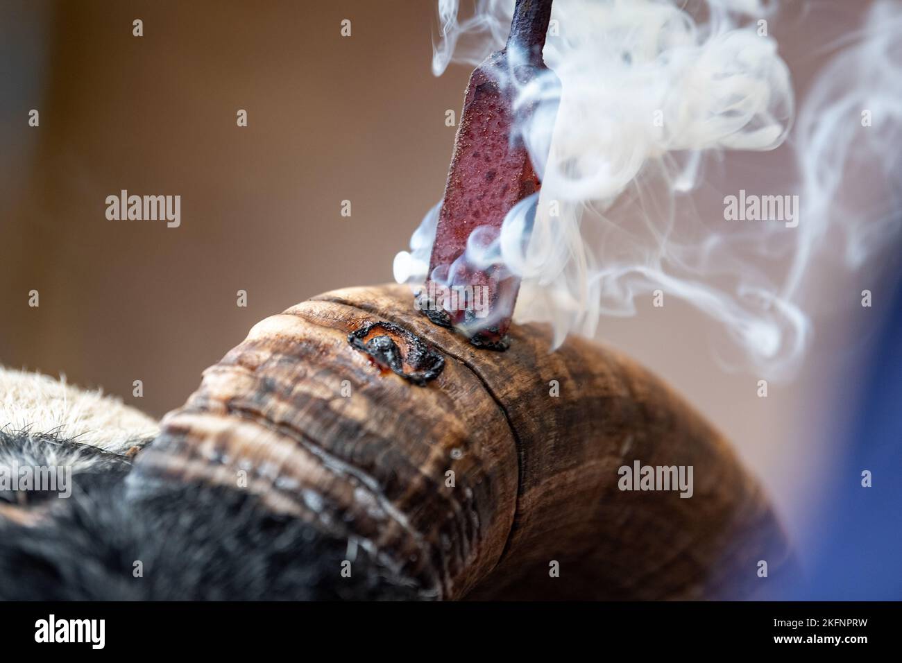 Hornburning Scottish Blackface arida prima di una vendita. Scozia, Regno Unito. Foto Stock