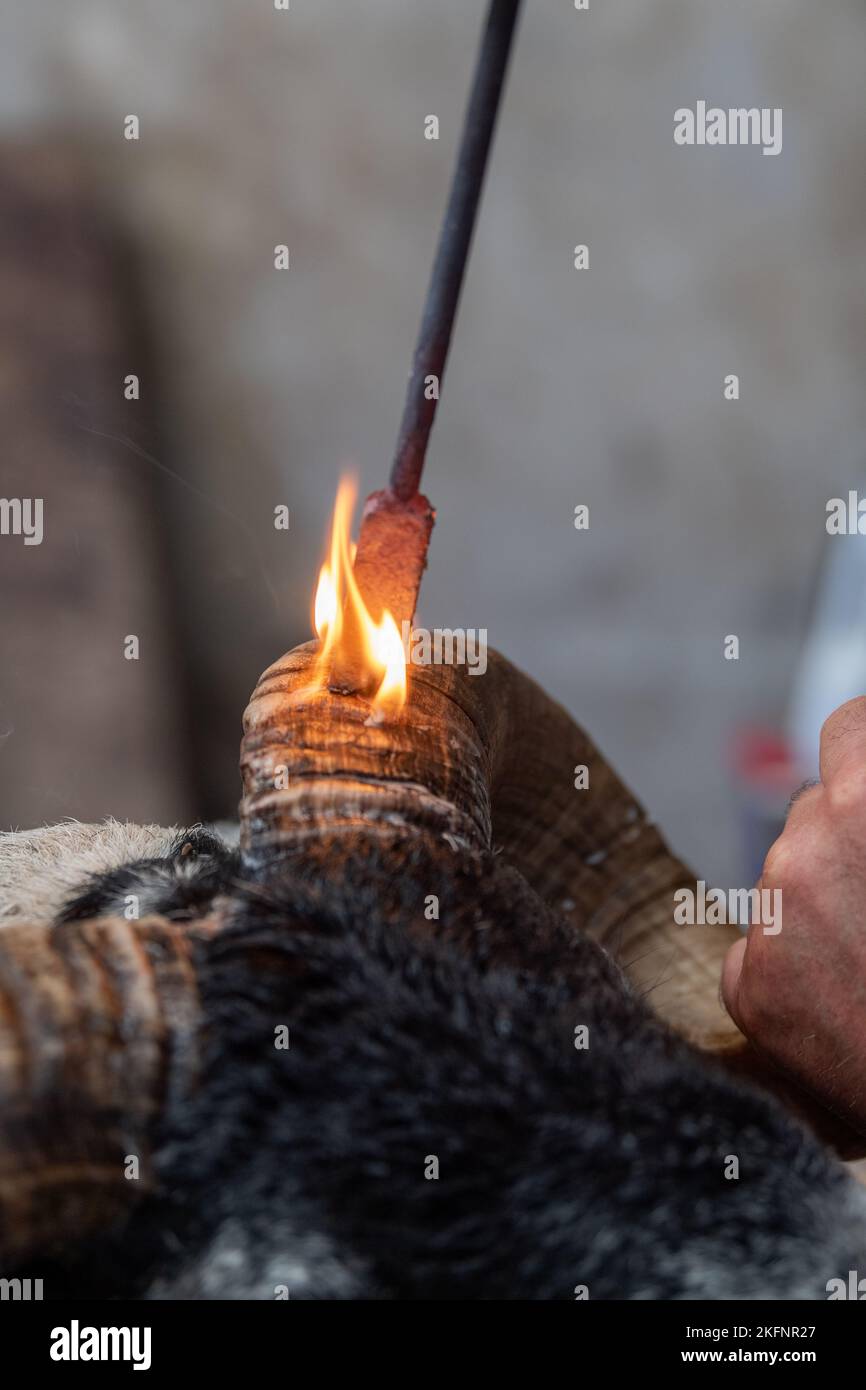 Hornburning Scottish Blackface arida prima di una vendita. Scozia, Regno Unito. Foto Stock