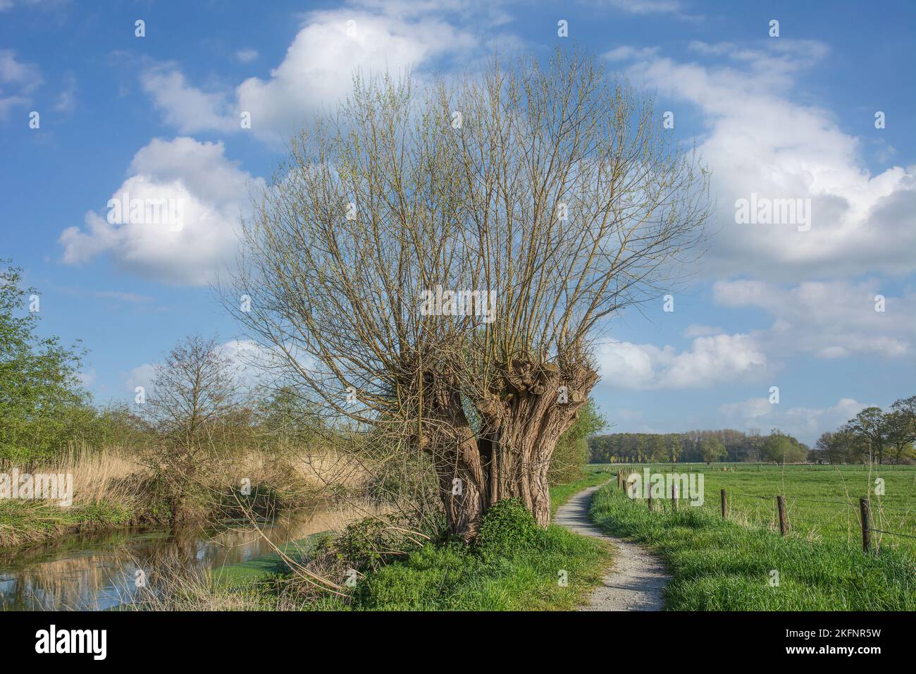 pollard salice (Salix viminalis) al fiume Niers, Wachtendonk, Niersaue Riserva Naturale, basso Reno regione, Germania Foto Stock