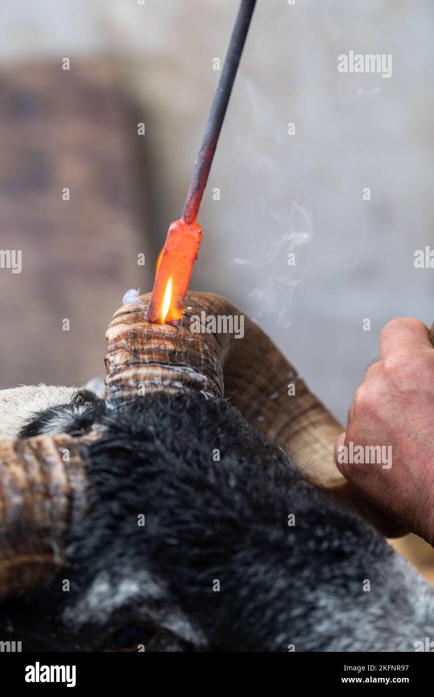 Hornburning Scottish Blackface arida prima di una vendita. Scozia, Regno Unito. Foto Stock