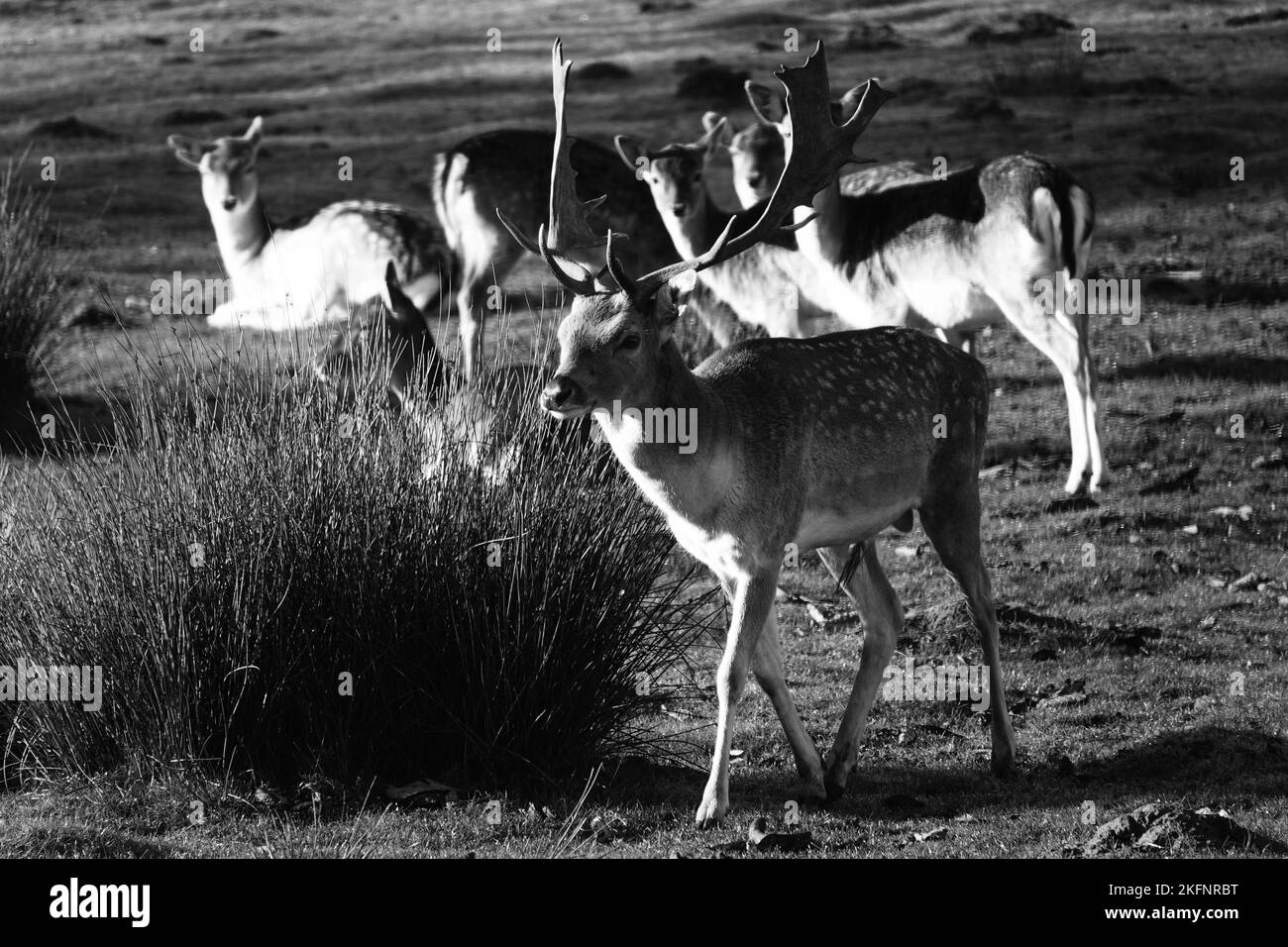 Una mandria di daini in bianco e nero. Il buck con belle corna cammina dal gruppo Foto Stock