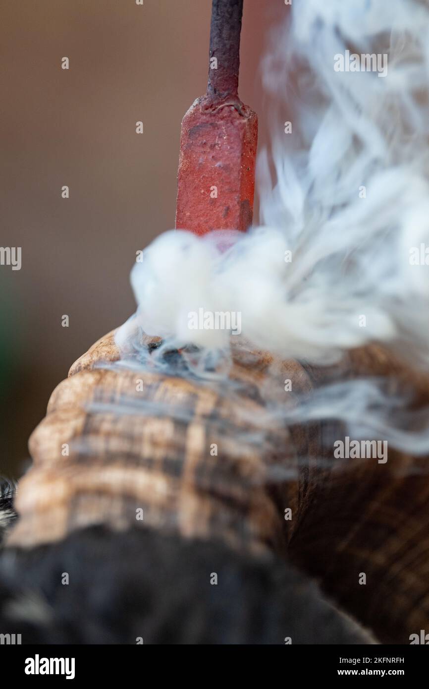 Hornburning Scottish Blackface arida prima di una vendita. Scozia, Regno Unito. Foto Stock