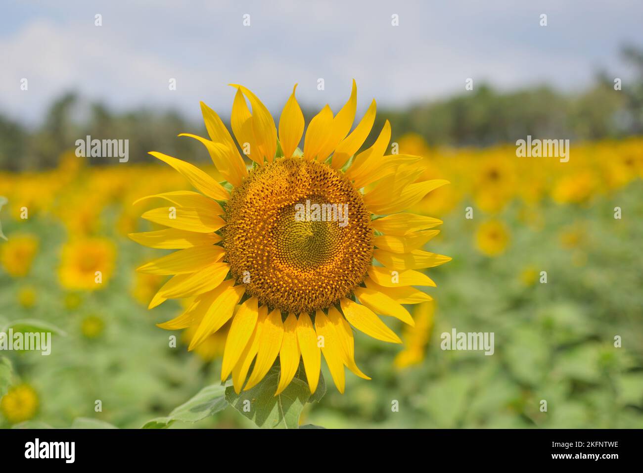 campo di girasole, splendidi girasoli fioriscono e ballano al vento sotto la luce del sole Foto Stock