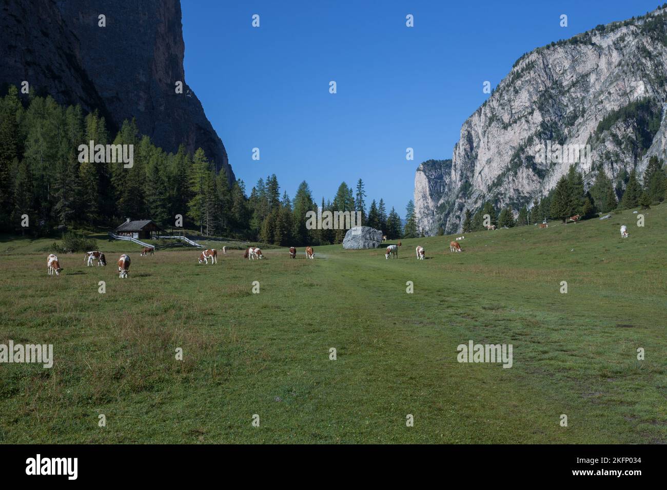 Pascolo alpino con alcune mucche locali della zona di Puez nelle Dolomiti Foto Stock