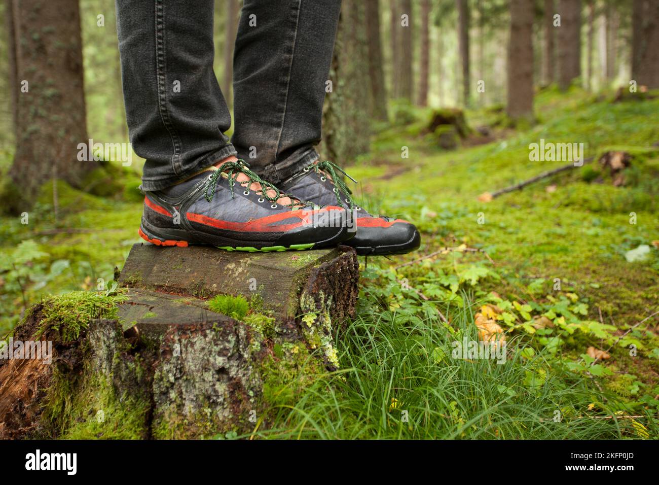 camminando nei boschi fuori dal sentiero Foto Stock