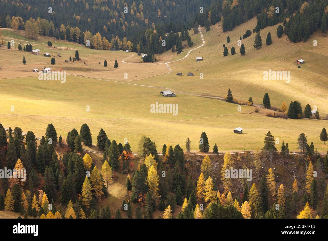 Larici gialli da una foresta in zona dolomitica in autunno Foto Stock