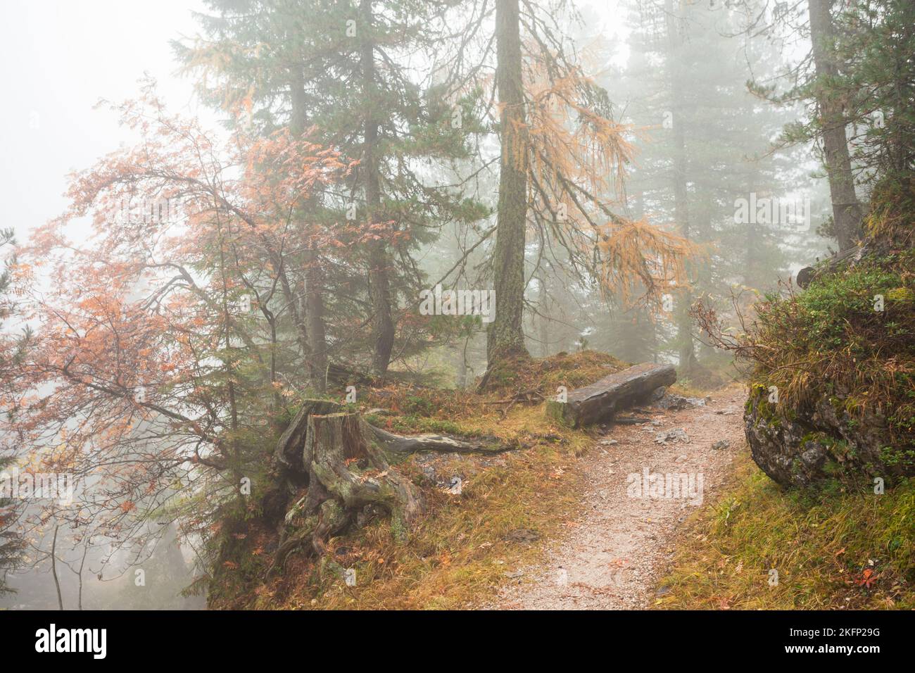 Nuvole basse nella foresta in caduta con larici gialli Foto Stock