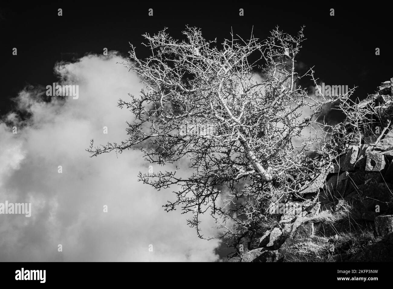 Immagine a infrarossi di un albero di biancospino Foto Stock