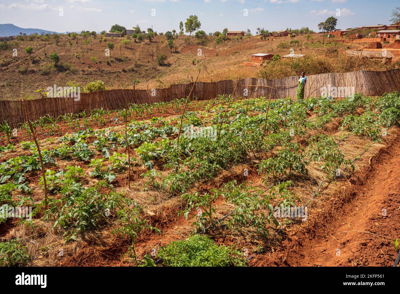 Irrigazione a goccia di verdure verdi in un campo nel distretto di Nkhata Bay, Malawi Foto Stock