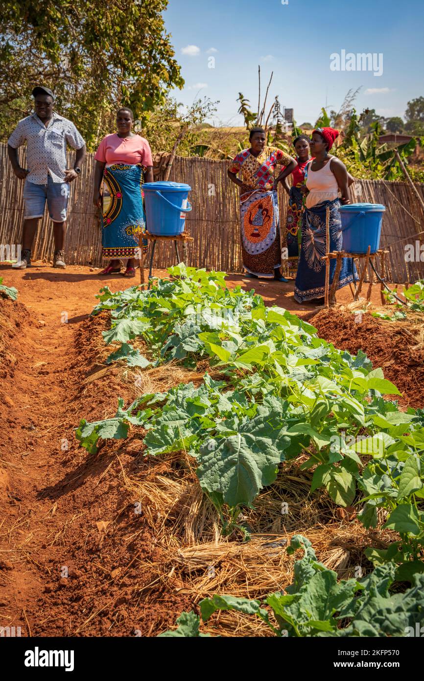 Le donne contadine mostrano la loro irrigazione a goccia di verdure verdi in un campo nel distretto di Nkhata Bay, Malawi Foto Stock