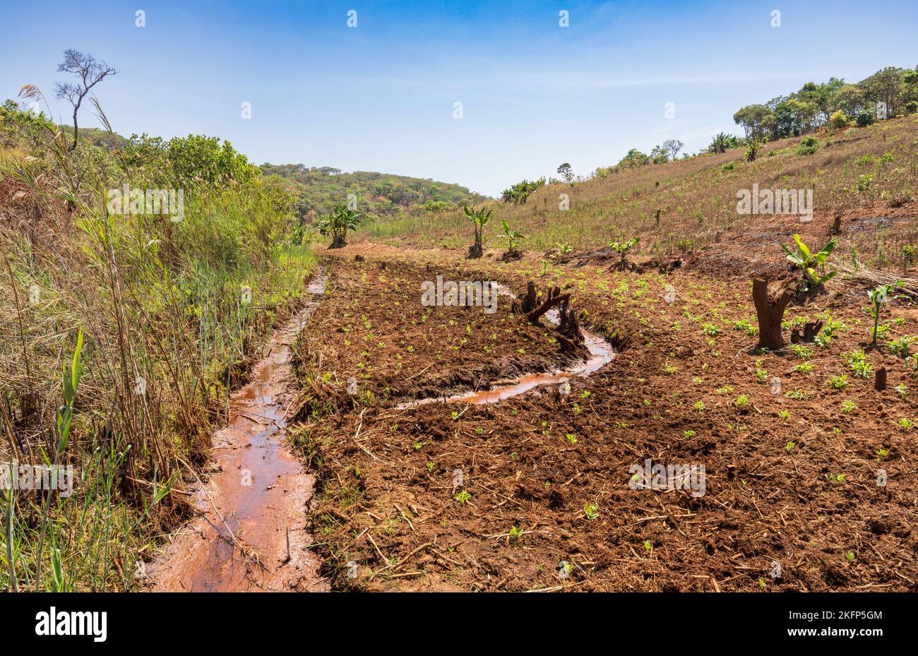 Agricoltura sostenibile in un dambo (zona umida) in fondo ad un bacino idrografico nel distretto di Nkhata Bay, Malawi Foto Stock
