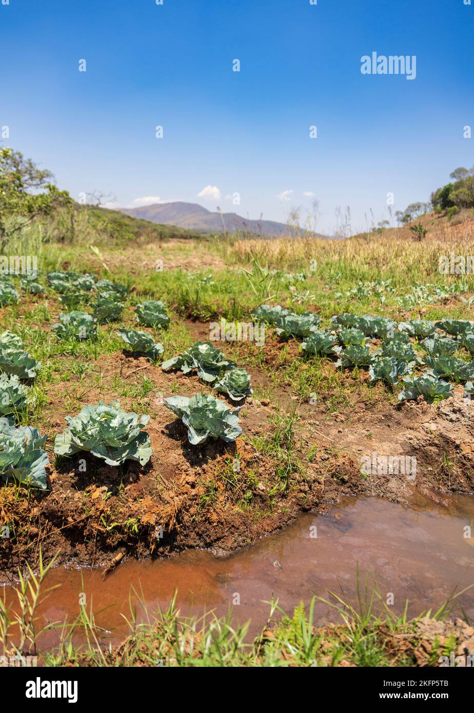 Agricoltura sostenibile in un dambo (zona umida) in fondo ad un bacino idrografico nel distretto di Nkhata Bay, Malawi Foto Stock