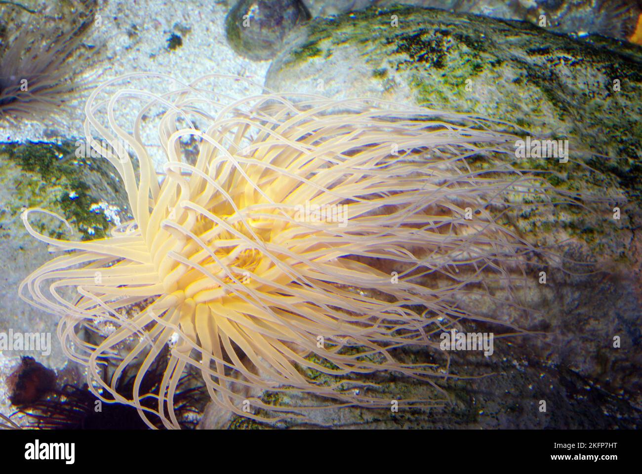 Anemone di mare, Pachycerianthus maa, dimora di tubi o fuochi d'artificio Foto Stock