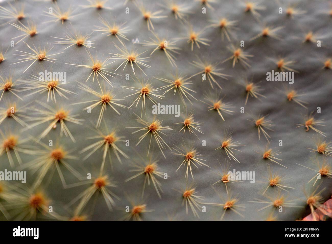 Primo piano scatto di spine di cactus di pera Prickly - trama scatto di un cactus verde che mostra i picchi da vicino (Opuntia) Foto Stock