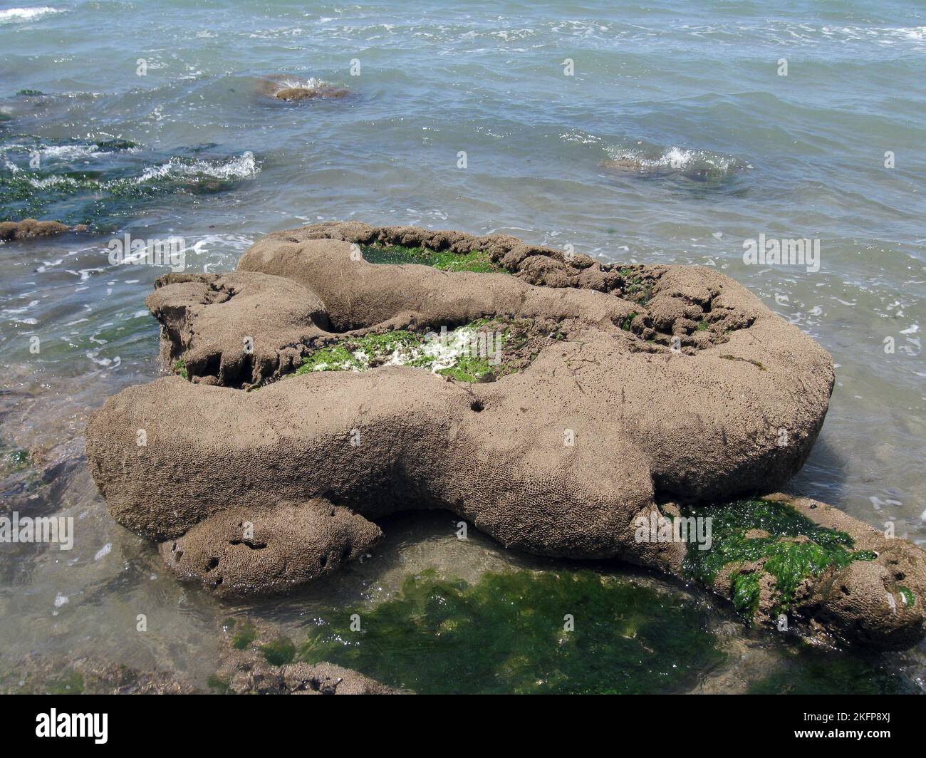 Il policaete Atlantico-Mediterraneo Sabellaria alveolata vive in tubi agglutinati Uniti l'uno all'altro per formare un discreto reef-like Foto Stock