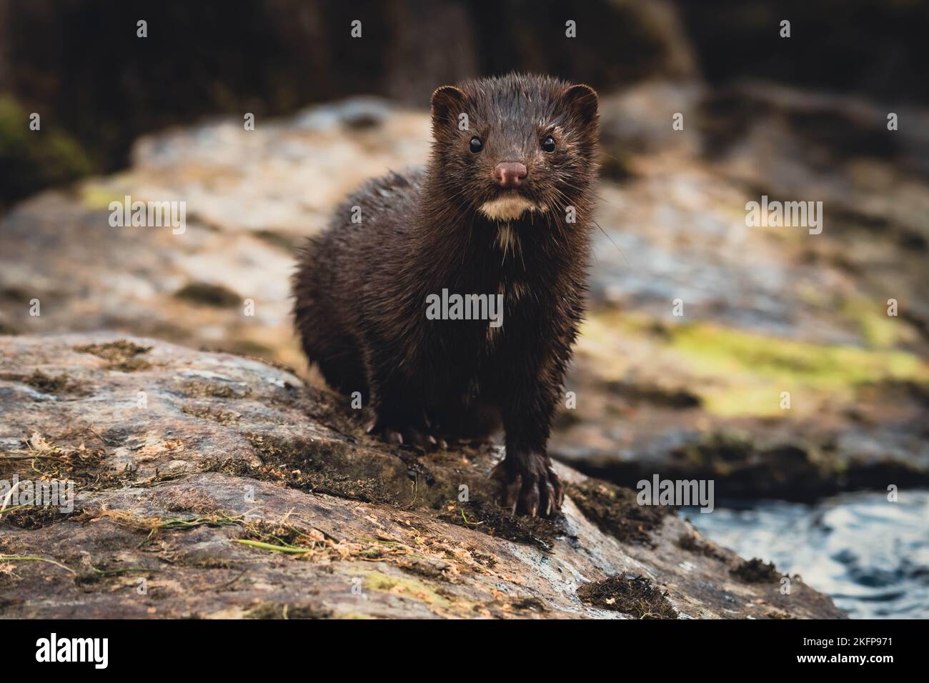 Una bella foto di un visone americano nella foresta Foto Stock