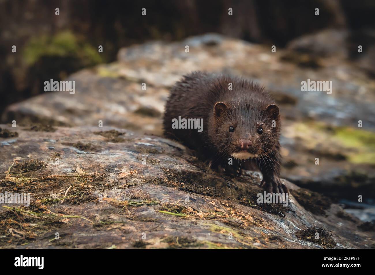 Una bella foto di un visone americano nella foresta Foto Stock