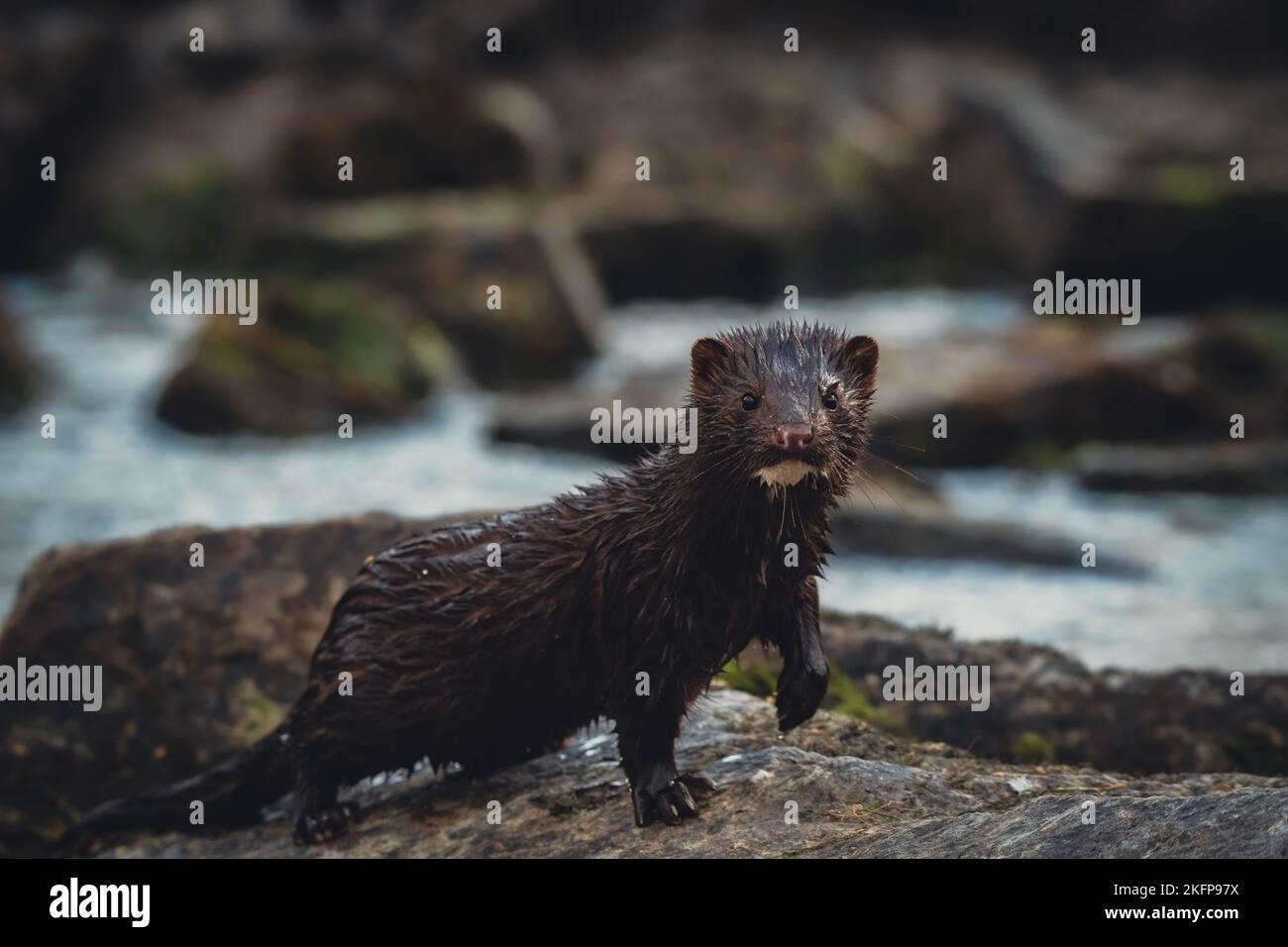 Una bella foto di un visone americano nella foresta Foto Stock