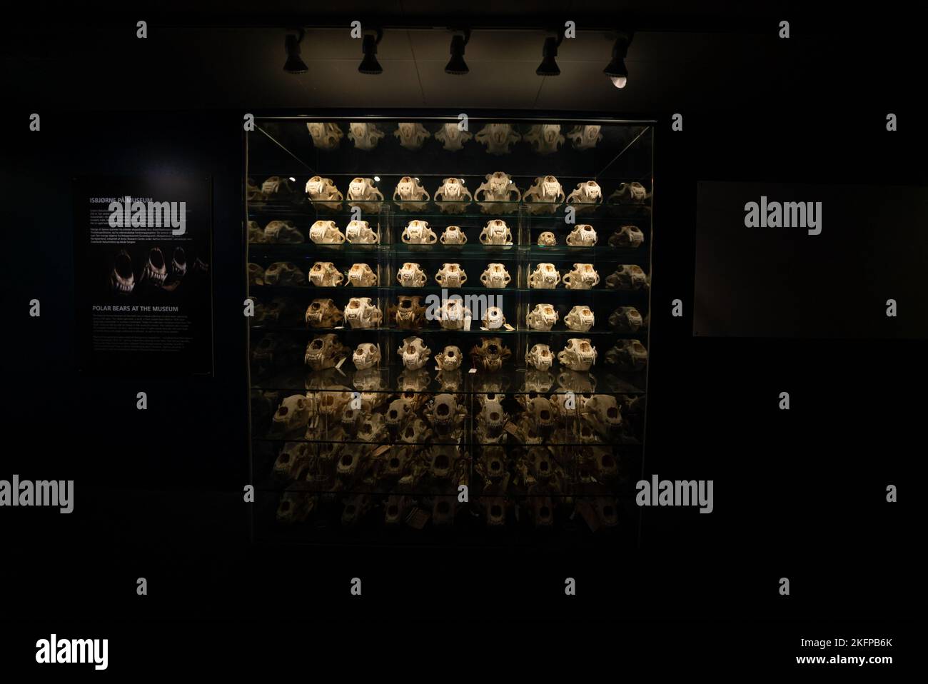 Collezione di cranio polare presso il Museo di Storia Naturale della Danimarca / Museo Zoologico dell'Università di Copenaghen (Ursus maritimus) (Skulls orso) Foto Stock