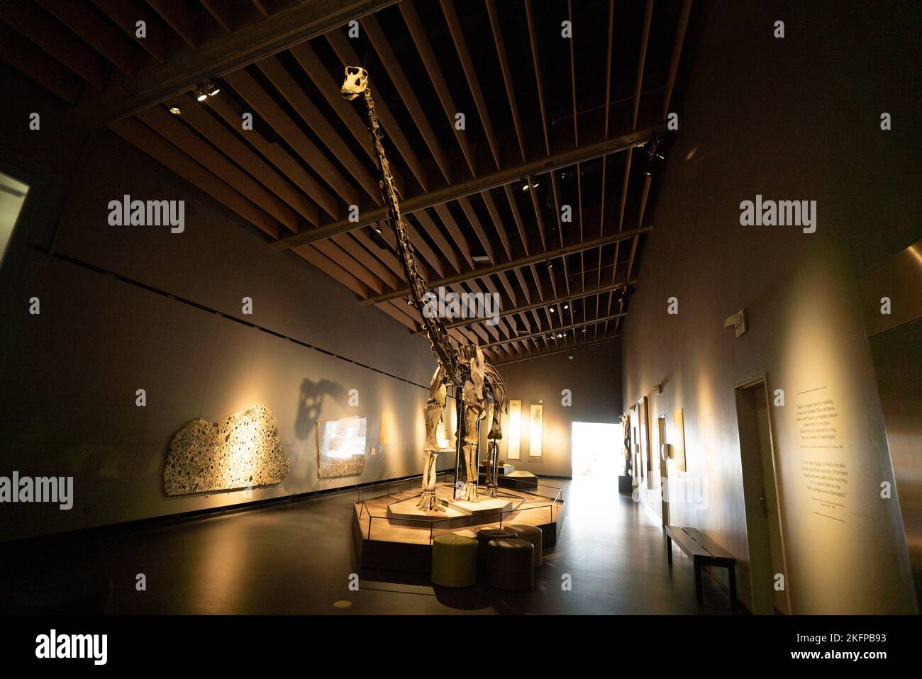 Diplodocus Skeleton in mostra presso il Museo Zoologico dell'Università di Copenaghen (Diplodocus longus) (scheletro di dinosauro a collo lungo), ora chiuso Foto Stock