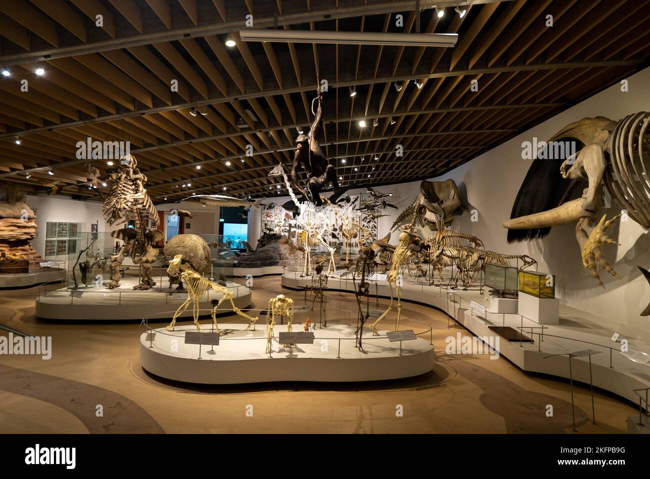 Scheletri animali nella sala principale all'interno dell'ex Museo di Storia Naturale della Danimarca presso il Museo Zoologico dell'Università di Copenaghen. Ora chiuso. Foto Stock