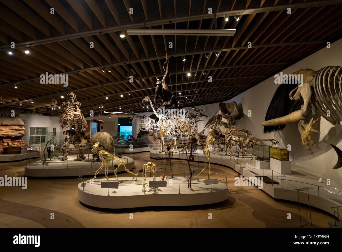 Scheletri animali nella sala principale all'interno dell'ex Museo di Storia Naturale della Danimarca presso il Museo Zoologico dell'Università di Copenaghen. Ora chiuso. Foto Stock